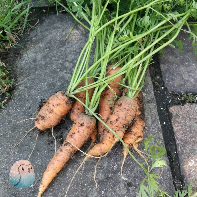 Karottengrün schnabel-auf.de