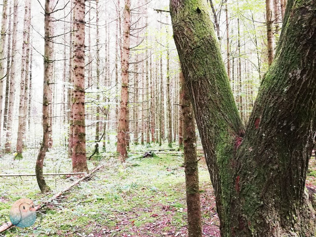 Waldspaziergang schnabel-auf.de (Kopie)