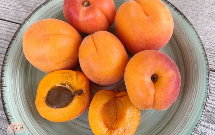 Aprikosen für Kinder schnabel-auf.de